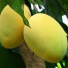 Alphonso mango Tree Plant Fruit Live House Rare Plant Exotic Plant For Your Garden