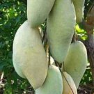 Nam Doc Mai, Thai Mango Tree Plant Fruit Live House Rare Plant Exotic Plant For Your Garden