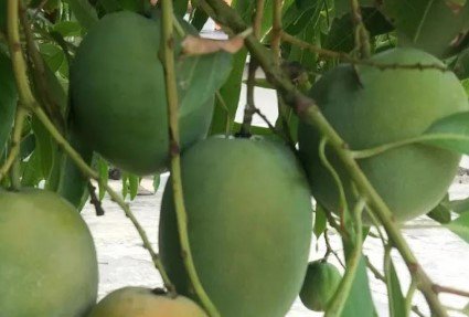 Sugar Loaf Mango Tree Plant Fruit Live House Rare Plant Exotic Plant ...