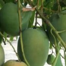 Sugar Loaf Mango Tree Plant Fruit Live House Rare Plant Exotic Plant For Your Garden