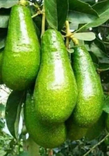 Russell Avocado Tree Plant Fruit Live House Rare Plant Exotic Plant For Your Garden