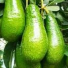 Russell Avocado Tree Plant Fruit Live House Rare Plant Exotic Plant For Your Garden