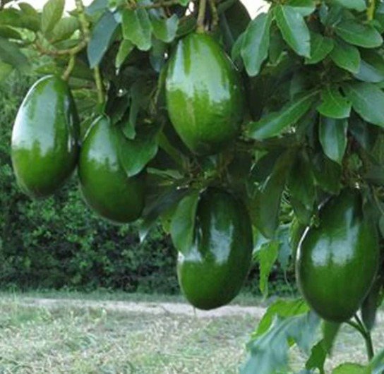 Avocado 'Choquette', Tree Plant Fruit Live House Rare Plant Exotic Plant For Your Garden