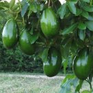Avocado 'Choquette', Tree Plant Fruit Live House Rare Plant Exotic Plant For Your Garden