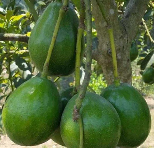 Donnie Avocado Tree Plant Fruit Live House Rare Plant Exotic Plant For Your Garden