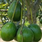 Donnie Avocado Tree Plant Fruit Live House Rare Plant Exotic Plant For Your Garden