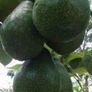 Catalina Avocado Tree Plant Fruit Live House Rare Plant Exotic Plant For Your Garden