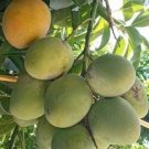 Fruit Punch Mango Tree Plant Fruit Live House Rare Plant Exotic Plant For Your Garden