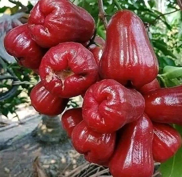 Red Wax apple Tree Plant Fruit Live House Rare Plant Exotic Plant For Your Garden