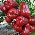 Red Wax apple Tree Plant Fruit Live House Rare Plant Exotic Plant For Your Garden