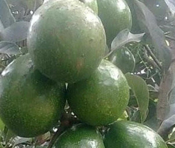 Marcus Pumkin Avocado Tree Plant Fruit Live House Rare Plant Exotic Plant For Your Garden
