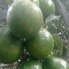 Marcus Pumkin Avocado Tree Plant Fruit Live House Rare Plant Exotic Plant For Your Garden