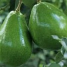 Black Princess avocado Tree Plant Fruit Live House Rare Plant Exotic Plant For Your Garden