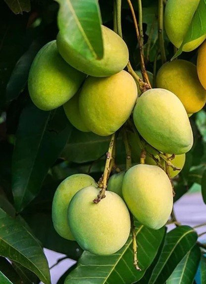 Kesar Mango Tree Plant Fruit Live House Rare Plant Exotic Plant For Your Garden