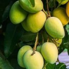 Kesar Mango Tree Plant Fruit Live House Rare Plant Exotic Plant For Your Garden