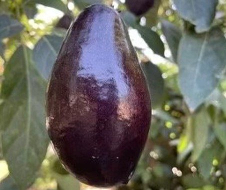 Mexicola Grande Avocado Tree Plant Fruit Live House Rare Plant Exotic Plant For Your Garden