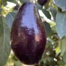 Mexicola Grande Avocado Tree Plant Fruit Live House Rare Plant Exotic Plant For Your Garden