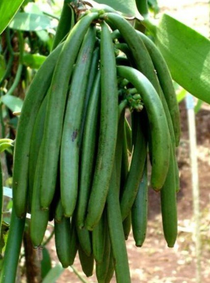 Vanilla planifolia vanilla Tree Plant Fruit Live House Rare Plant Exotic Plant For Your Garden