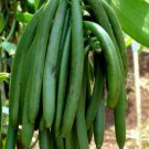 Vanilla planifolia vanilla Tree Plant Fruit Live House Rare Plant Exotic Plant For Your Garden