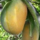 Manila Mango Tree Plant Fruit Live House Rare Plant Exotic Plant For Your Garden