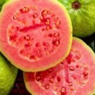 Psidium guajava Pink Guava Tree Plant Fruit Live House Rare Plant Exotic Plant For Your Garden