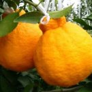 Shiranui Sumo mandarin Orange Tree Plant Fruit Live House Rare Plant Exotic Plant For Your Garden