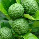 Kaffir Lime Tree Citrus Tree Plant Fruit Live House Rare Plant Exotic Plant For Your Garden