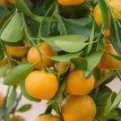 Calamondin , Calamansi Tree Plant Fruit Live House Rare Plant Exotic Plant For Your Garden