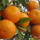 Sunburst Tangerine Tree Plant Fruit Live House Rare Plant Exotic Plant For Your Garden