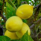Harvey Lemon Tree Plant Fruit Live House Rare Plant Exotic Plant For Your Garden