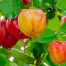 Large Acerola Cherry Tree Plant Fruit Live House Rare Plant Exotic Plant For Your Garden