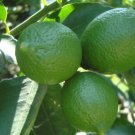 Persian lime Tree Plant Fruit Live House Rare Plant Exotic Plant For Your Garden