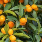 Callie Kumquat Tree Plant Fruit Live House Rare Plant Exotic Plant For Your Garden