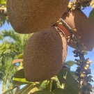 Mamey sapote , Pouteria sapota Tree Plant Fruit Live House Rare Plant Exotic Plant For Your Garden