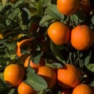 Red Lime Tree Plant Fruit Live House Rare Plant Exotic Plant For Your Garden
