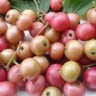 Muntingia calabura ,Strawberry Tree Plant Fruit Live House Rare Plant Exotic Plant For Your Garden