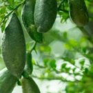 Finger Lime Tree Plant Fruit Live House Rare Plant Exotic Plant For Your Garden