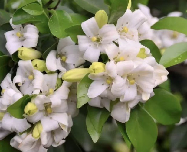 Orange Jasmine Tree Plant Flower Live House Rare Plant Exotic Plant For Your Garden