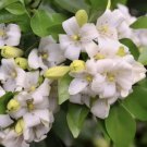 Orange Jasmine Tree Plant Flower Live House Rare Plant Exotic Plant For Your Garden