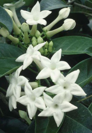 Stephanotis Floribunda Jasmine Tree Plant Flower Live House Rare Plant Exotic Plant For Your Garden