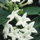 Stephanotis Floribunda Jasmine Tree Plant Flower Live House Rare Plant Exotic Plant For Your Garden