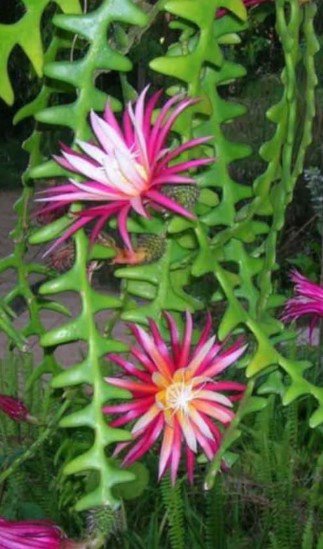 Anguliger Ric Rac Cactus, Epiphyllum Plant Flower Live House Rare Plant Exotic Plant For Your Garden