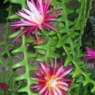 Anguliger Ric Rac Cactus, Epiphyllum Plant Flower Live House Rare Plant Exotic Plant For Your Garden