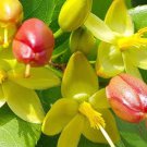 Ochna serrulata Plant Flower Live House Rare Plant Exotic Plant For Your Garden