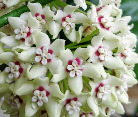 Hoya Australis Lisa Plant Flower Live House Rare Plant Exotic Plant For Your Garden