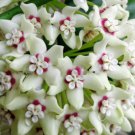 Hoya Australis Lisa Plant Flower Live House Rare Plant Exotic Plant For Your Garden