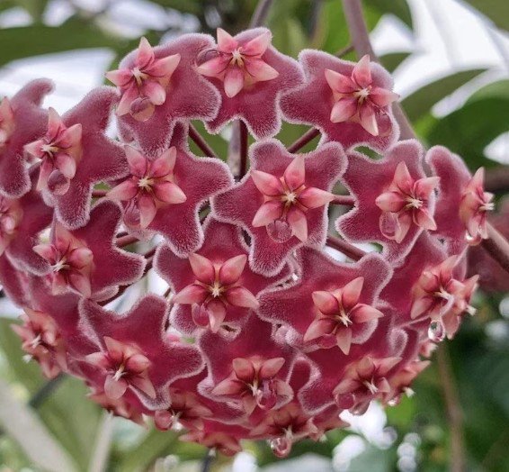 Hoya Pubicalyx Splash Plant Flower Live House Rare Plant Exotic Plant For Your Garden