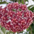 Hoya Pubicalyx Splash Plant Flower Live House Rare Plant Exotic Plant For Your Garden