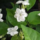 Sambac Arabian Jasmine Plant Flower Live House Rare Plant Exotic Plant For Your Garden