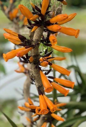 Radermachera ignea Pip Thong Plant Flower Live House Rare Plant Exotic Plant For Your Garden